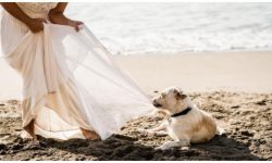Essential Questions for your Wedding DJ